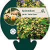 Epimedium perralc. 'Amber Queen' Pot 9 cm