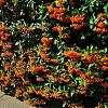 Pyracantha cocc. 'Red Cushion' Pot 2 Liter40 - 60 cm