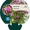 Monarda 'Croftway Pink' Pot 9 cm