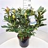 Rhododendron 'Cunningham's White' Pot 10 liter 50 - 60 cm