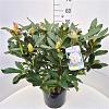 Rhododendron 'Cunningham's White' Pot 10 liter 50 - 60 cm