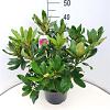 Rhododendron 'Nova Zembla' Pot 7,5 Liter 40 - 50 cm
