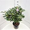Rhododendron 'Roseum Elegans' Pot 10 liter 60 - 80 cm