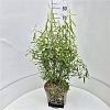 Salix babylonica 'Tortuosa' Pot 10 liter 60 - 80 cm