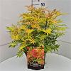 Sorbaria sorbif. 'Sem' Pot 10 liter 40 - 50 cm