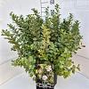Spiraea betulifolia 'Tor' Pot 10 liter