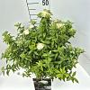 Spiraea jap. 'Albiflora' Pot 10 liter 40 - 50 cm