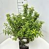 Spiraea jap. 'Albiflora' Pot 10 liter 40 - 50 cm