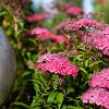Spiraea jap. 'Genpei' Pot 10 liter 50 - 60 cm