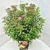 Spiraea jap. 'Genpei' Pot 10 liter 50 - 60 cm