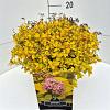 Spiraea jap. 'Golden Princess' Pot 10 liter 40 - 50 cm