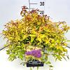 Spiraea jap. 'Goldflame' Pot 10 liter 40 - 50 cm