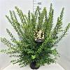 Spiraea nipp. 'Snowmound' Pot 10 liter 80 - 100 cm