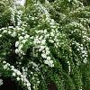 Spiraea vanhouttei Pot 5 Liter 80 - 100 cm