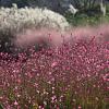 Gaura l. 'Tutti Frutti' Pot 9 cm
