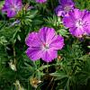 Geranium 'Blushing Turtle' Pot 9 cm