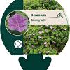 Geranium 'Blushing Turtle' Pot 9 cm