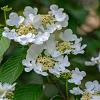 Viburnum plic. 'Watanabe' Pot 10 liter