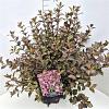 Weigela florida 'Nana Purpurea' Pot 10 liter 40 - 50 cm