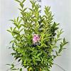 Weigela 'Rosea' Pot 10 liter 100 - 125 cm