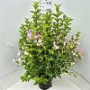 Weigela 'Rosea' Pot 10 liter 80 - 100 cm