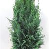 Chamaecyparis l. 'Columnaris' Kluit 80 - 100 cm