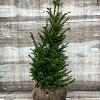 Taxus baccata Kluit 50 - 60 cm