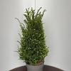 Taxus baccata Pot 10 liter 60 - 80 cm
