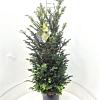 Taxus baccata Pot 15 liter 80 - 100 cm