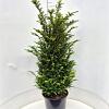 Taxus baccata Pot 20 Liter 100 - 125 cm