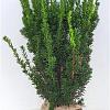 Taxus media 'Hillii' Kluit 50 - 60 cm