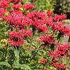 Monarda 'Gardenview Scarlet' Pot 9 cm