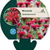 Monarda 'Gardenview Scarlet' Pot 9 cm