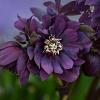 Helleborus o. 'D. Ellen Purple' Pot 9 cm