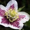 Helleborus 'P. Ellen White Spotted' Pot 9 cm