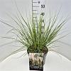 Cortaderia s. 'Pumila' Pot 10 liter 50 - 60 cm