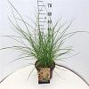 Miscanthus sin. 'Flamingo' Pot 10 liter 60 - 80 cm