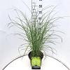 Miscanthus sin. 'Gracillimus' Pot 10 liter 60 - 80 cm