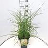 Miscanthus sin. 'Kleine Silbersp.' Pot 10 liter 50 - 60 cm