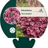 Heuchera 'Berry Smoothie' Pot 9 cm
