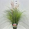 Miscanthus sin. 'Red Chief' Pot 10 liter 80 - 100 cm