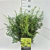 Polystichum set. 'Herrenhausen' Pot 10 liter