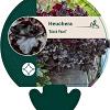 Heuchera 'Black Pearl' Pot 9 cm