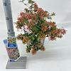 Abelia grandiflora Pot 3 liter 25-30cm