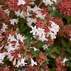 Abelia grandiflora Pot 50 Liter 175 - 200 cm Meerstammig
