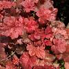 Heuchera 'Boysenberry' Pot 9 cm