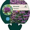 Monarda 'Prärienacht' Pot 9 cm