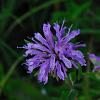 Monarda 'Prärienacht' Pot 9 cm