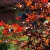 Acer japonicum 'Aconitifolium' Pot 20 Liter 125 - 150 cm