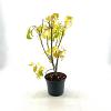 Acer negundo 'Kelly's Gold' Pot 3 Liter 40 - 50 cm
